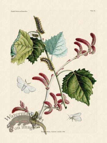 Wilkes Butterflies 081